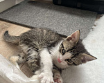 Кошки в Химках: Отдам котенка Мальчик, Бесплатно - фото 4