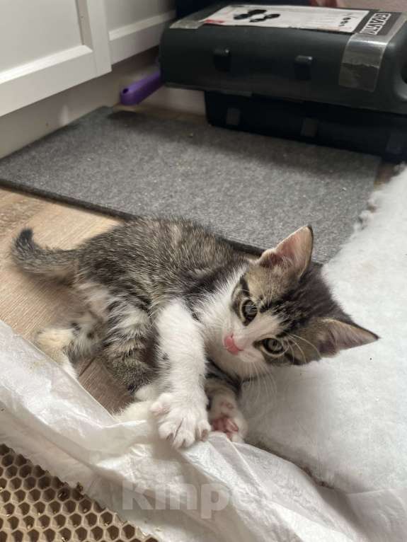 Кошки в Химках: Отдам котенка Мальчик, Бесплатно - фото 4