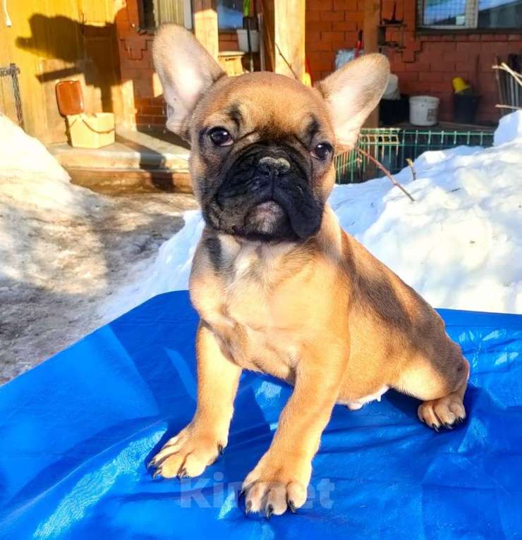 Собаки в Красноармейске: Щенки французкого бульдога Мальчик, 25 000 руб. - фото 2