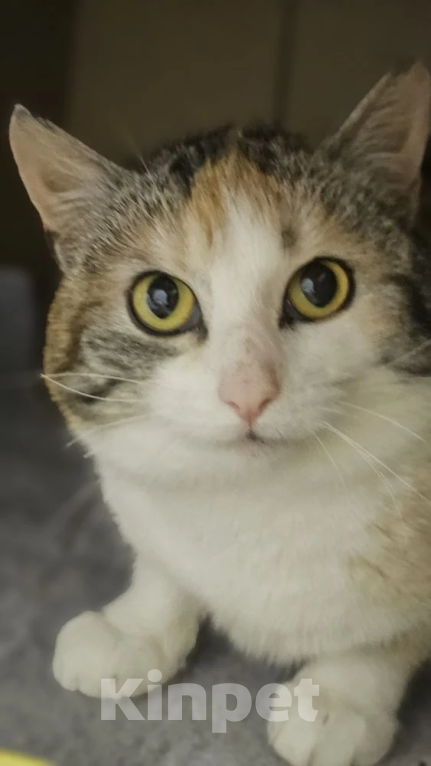 Кошки в Москве: Красавица Мелисса в добрые руки Девочка, Бесплатно - фото 1