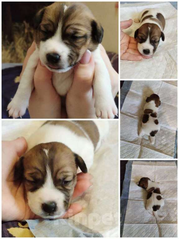 Собаки в Архангельске: Щенки джек-рассел-терьер Мальчик, 15 000 руб. - фото 6