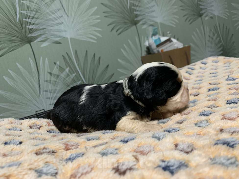 Собаки в Краснодаре: Девочки ККЧС ТРИКОЛОР Девочка, 70 000 руб. - фото 4