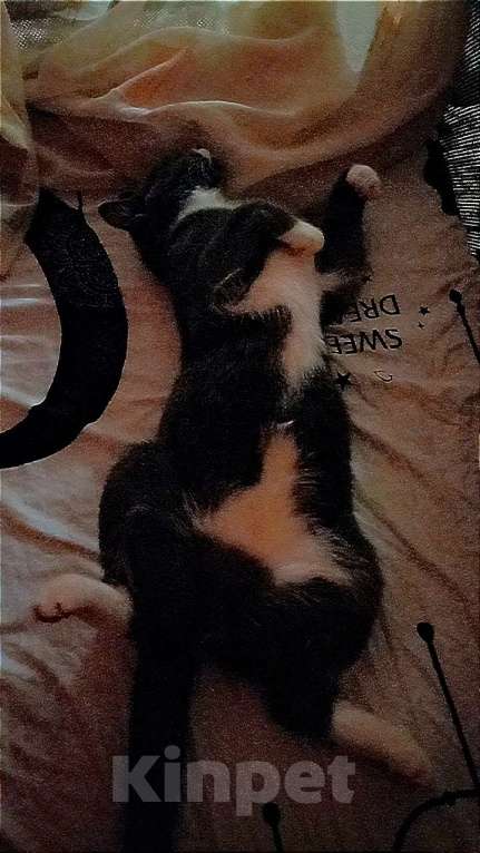 Кошки в Екатеринбурге: Потерялся кот Мальчик, 1 руб. - фото 3