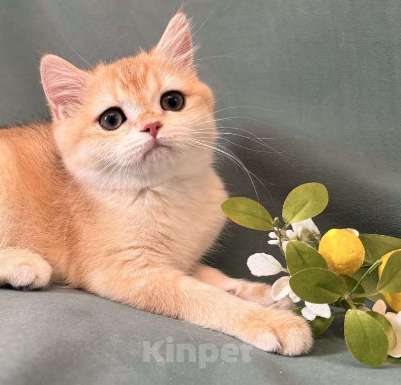 Кошки в Комсомольске-На-Амуре: Золотая шиншилла Юми Девочка, 50 000 руб. - фото 6