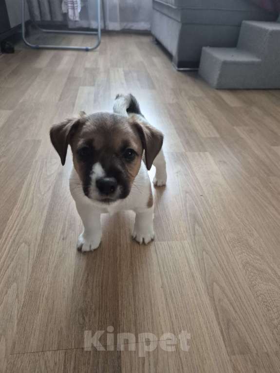 Собаки в Архангельске: Джек -Рассел -Терьер Мальчик, Бесплатно - фото 7