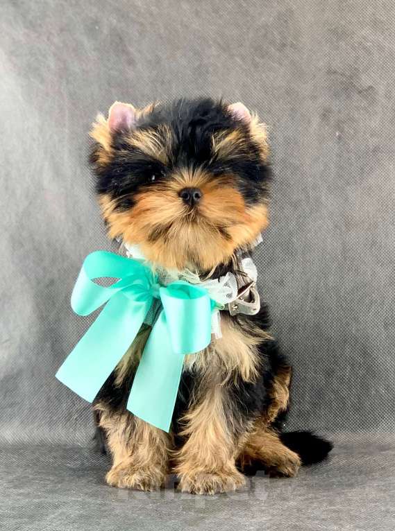 Собаки в Москве: Йоркширский терьер бебифэйс  Мальчик, 60 000 руб. - фото 2