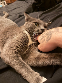 Отдам кошку с пятью котятами