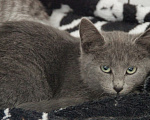 Кошки в Москве: Котёнок (кошечка) в добрые руки Девочка, Бесплатно - фото 2