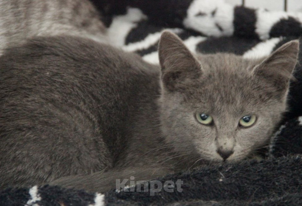 Кошки в Москве: Котёнок (кошечка) в добрые руки Девочка, Бесплатно - фото 2