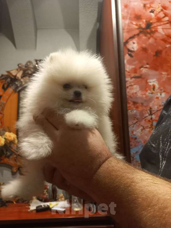 Собаки в Екатеринбурге: шпицемишка мини Мальчик, Бесплатно - фото 4