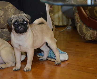 Красавица мопсяша