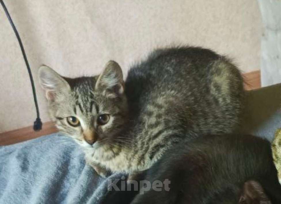 Кошки в Радужном: Отдаем котенка в хорошие руки Мальчик, Бесплатно - фото 1