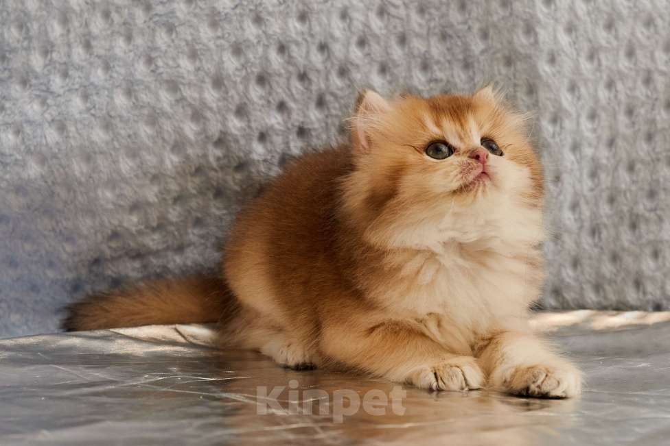 Кошки в Челябинске: Мальчик Золотая шиншилла ny 12 Мальчик, 80 000 руб. - фото 4