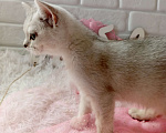 Кошки в Брянске: Снежная королева серебристая кошечка Девочка, 15 000 руб. - фото 8