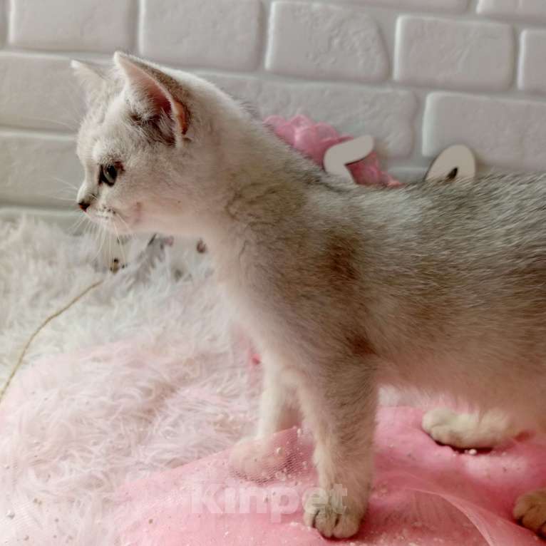 Кошки в Брянске: Снежная королева серебристая кошечка Девочка, 15 000 руб. - фото 8
