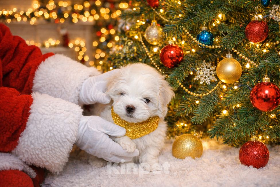 Собаки в Екатеринбурге: Мальтийская болонка РКФ, кобель  2,5 мес. Мальчик, Бесплатно - фото 1