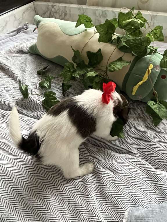 Собаки в Краснодаре:  Щенок эстонской гончей  Девочка, 3 000 руб. - фото 8