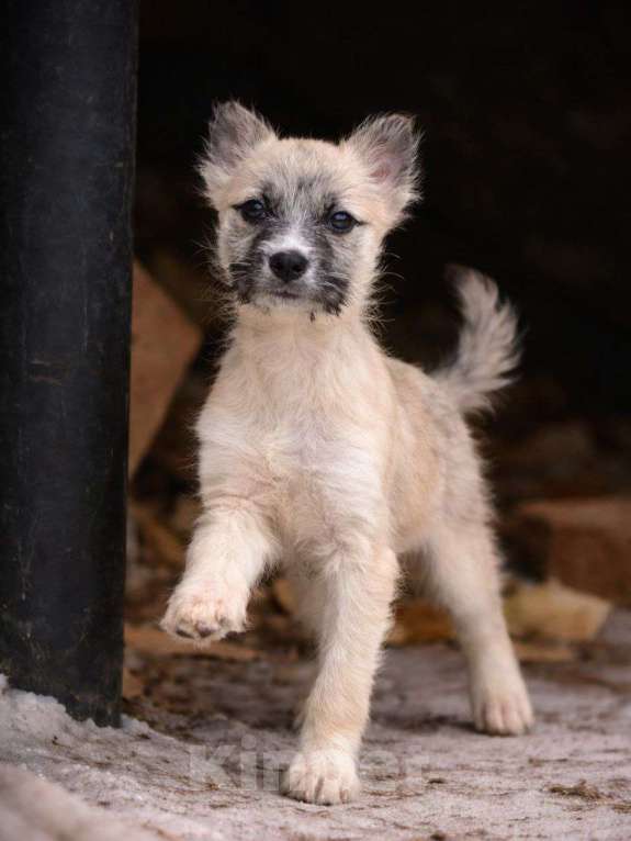 Собаки в Лосином-Петровском: Хагта якутенок из ледяного  подъезда Девочка, Бесплатно - фото 4