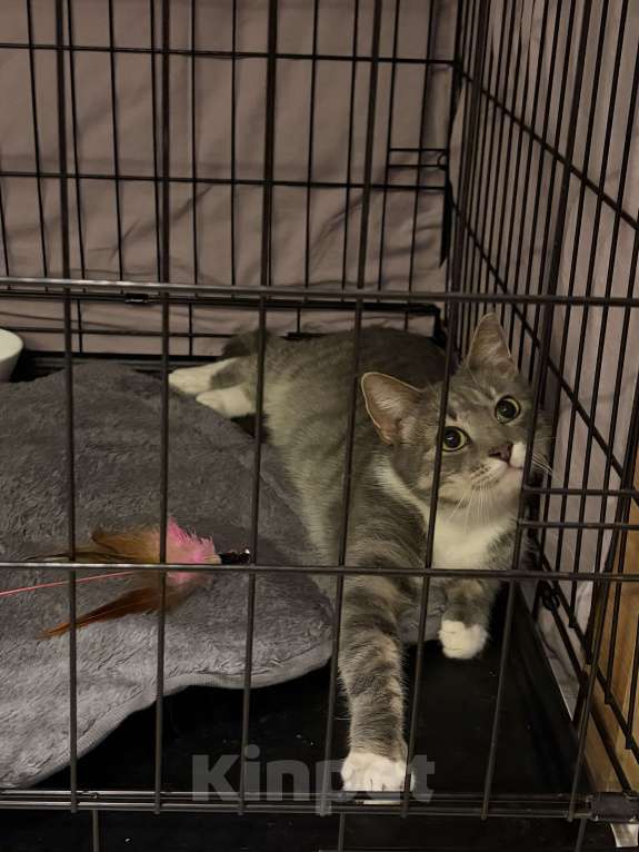 Кошки в Санкт-Петербурге: Кошка из приюта в добрые руки Девочка, Бесплатно - фото 7