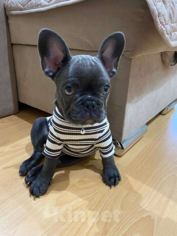 Собаки в Новочебоксарске: Щенок французского бульдога Голубой окрас Мальчик, 100 000 руб. - фото 4