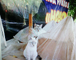Кошки в Краснодаре: Кот для вязки, 700 руб. - фото 1