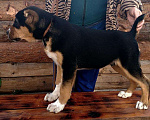 Собаки в Бийске: Кобель САО, чёрно-подпалого окраса, 3 мес. Мальчик, 10 000 руб. - фото 3