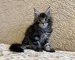 Кошки в Ливны: Котята Мейн Кун из питомника, 40 000 руб. - фото 4