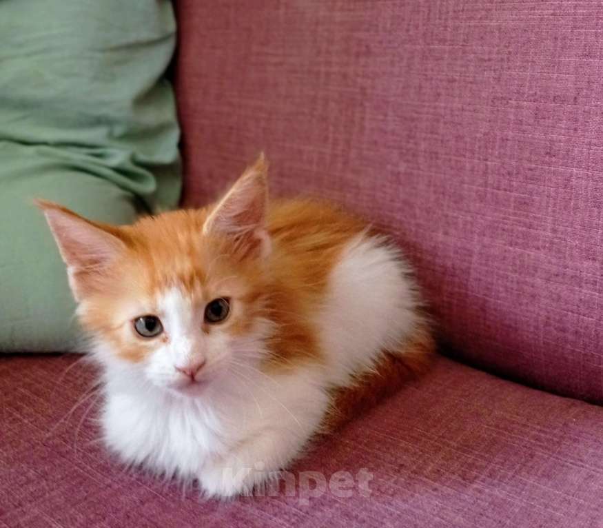 Кошки в Ижевске: Мейн кун Мальчик, 10 000 руб. - фото 2