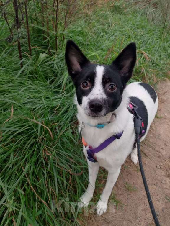Собаки в Санкт-Петербурге: Маленькая домашняя собачка ищет дом Девочка, Бесплатно - фото 3