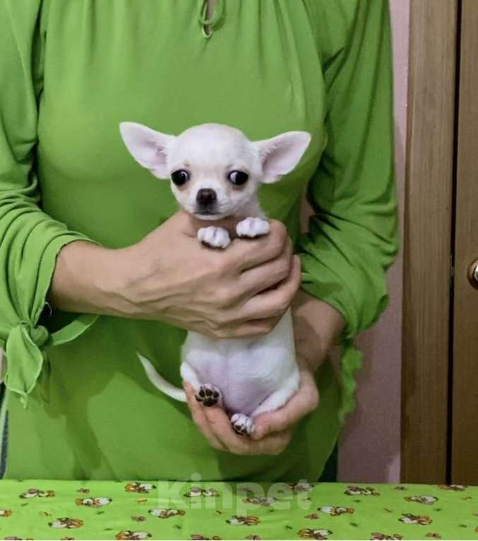 Собаки в Новосибирске: Продам мини девочку чихуахуа  Девочка, 35 000 руб. - фото 2