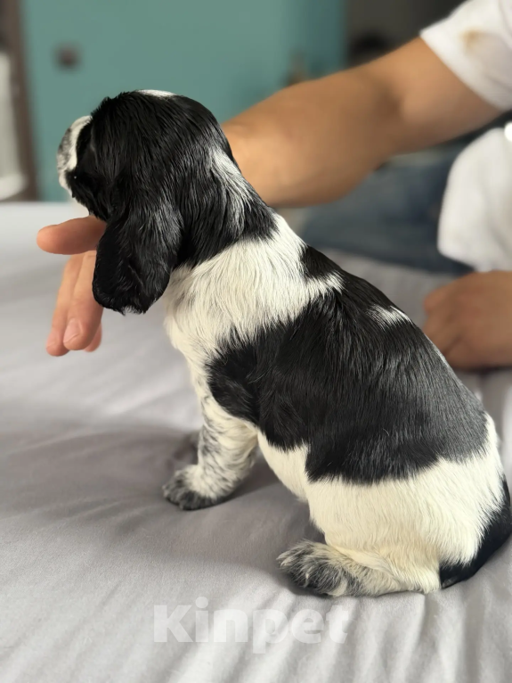 Собаки в Челябинске: Продажа щенка русский охотничий спаниель Девочка, 30 000 руб. - фото 3