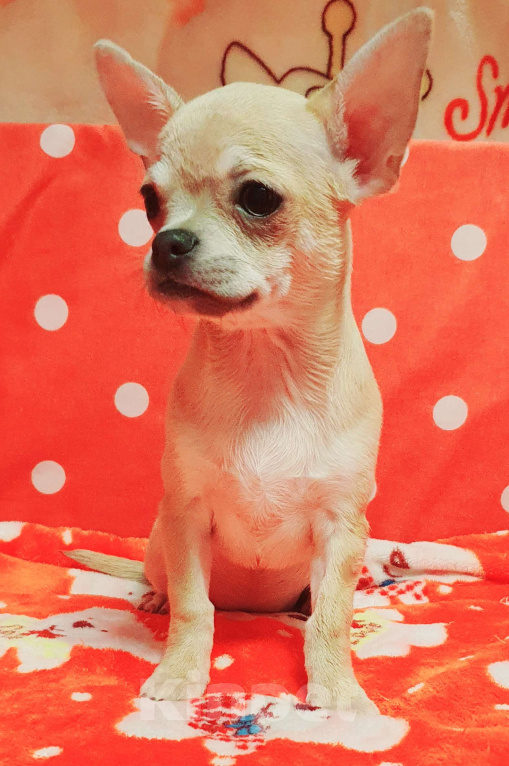 Собаки в Москве: Щенки чихуа Девочка, 30 000 руб. - фото 2