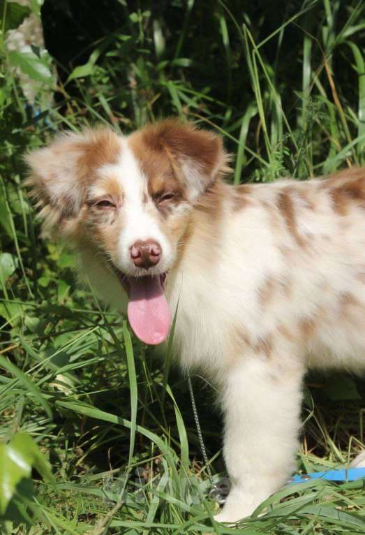 Собаки в Москве: Австралийская овчарка щенки (аусси) Мальчик, 65 000 руб. - фото 4