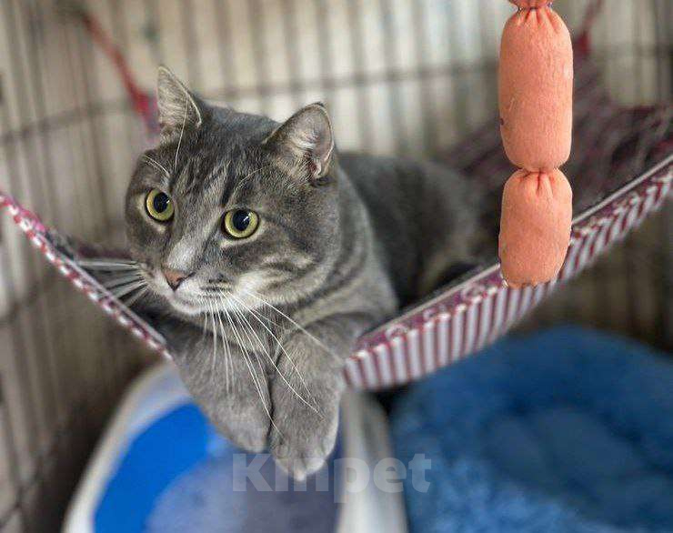 Кошки в Москве: Чудесный полосатик Капитолий ищет маму и папу Мальчик, Бесплатно - фото 2