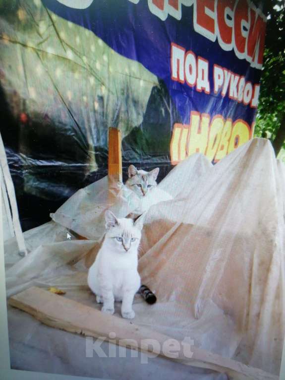 Кошки в Краснодаре: Кот для вязки, 700 руб. - фото 1