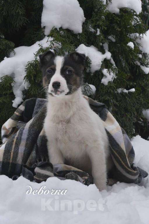 Собаки в Москве: Семь замечательных щеночков ищут дом. Девочка, Бесплатно - фото 3