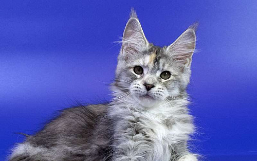 Котенок мейн кун