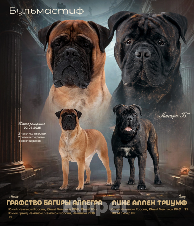 Собаки в Тобольске: Дети бульмастифа Девочка, 50 000 руб. - фото 8