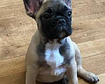 Собаки в Сочи: Продаются Щенки Французкого Бульдога Девочка, 35 000 руб. - фото 2