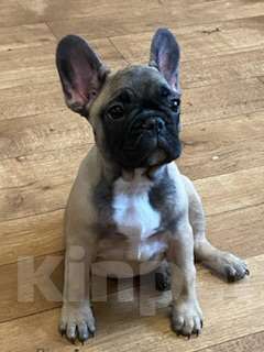 Собаки в Сочи: Продаются Щенки Французкого Бульдога Девочка, 35 000 руб. - фото 2