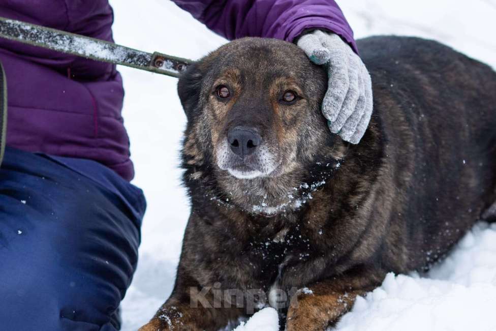 Собаки в Химках: Тиграш в самые лучшие руки Мальчик, Бесплатно - фото 6