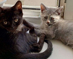 Кошки в Пензе: Отдадим котят бесплатно в добрые руки! Мальчик, Бесплатно - фото 3