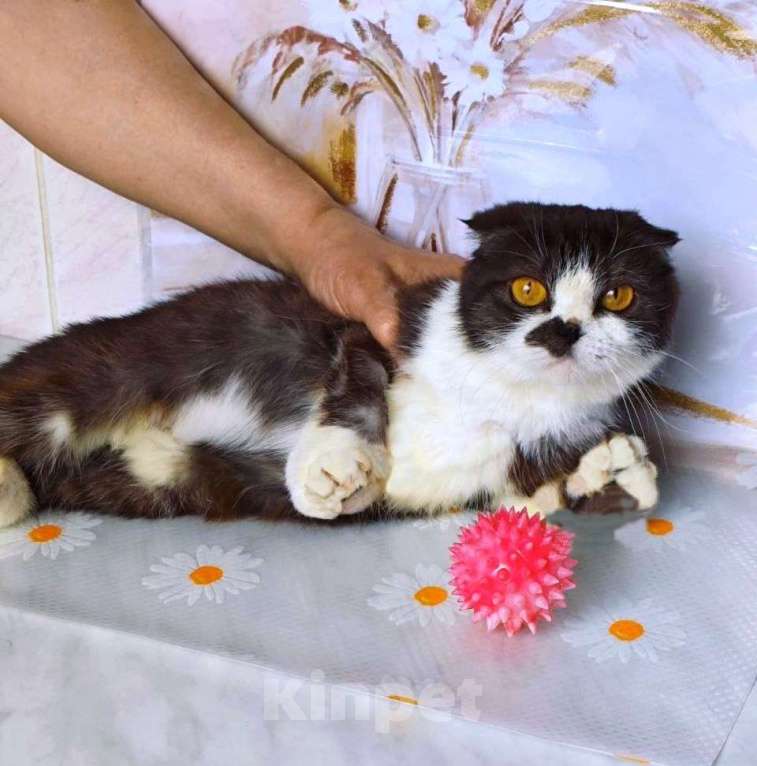 Кошки в Москве: Особенная кошечка шотландка на дожитие Девочка, 50 руб. - фото 6