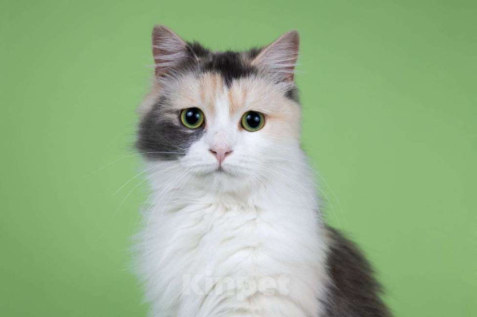 Кошки в Москве: Мадонна ищет семью Девочка, 50 руб. - фото 6