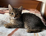 Кошки в Москве: Котенок (кошка) Девочка, 1 руб. - фото 3