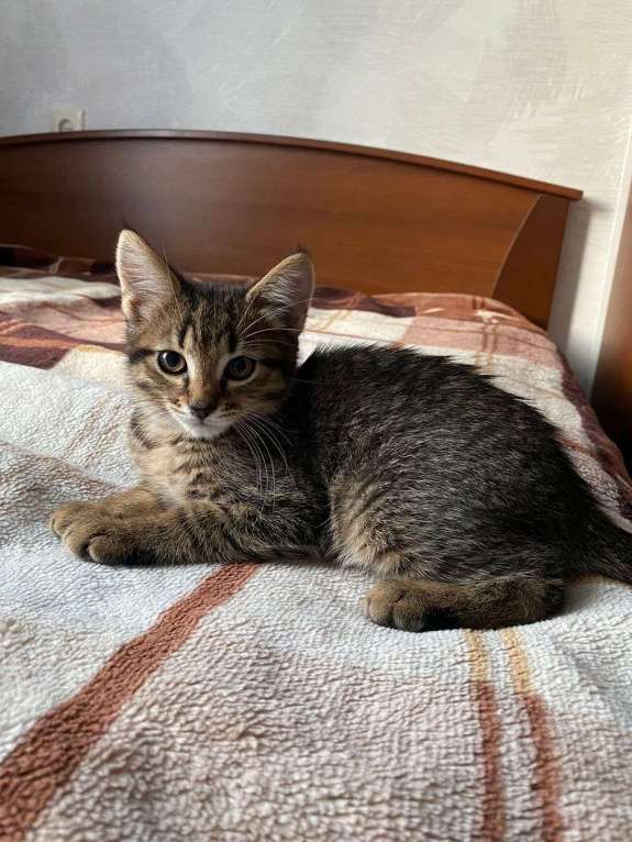 Кошки в Москве: Котенок (кошка) Девочка, 1 руб. - фото 3