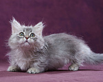 Кошки в Барнауле: Кошечка Юлиана💖 Девочка, Бесплатно - фото 7