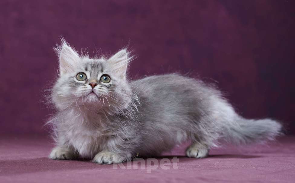 Кошки в Барнауле: Кошечка Юлиана💖 Девочка, Бесплатно - фото 7