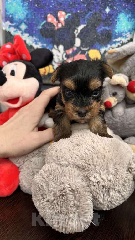 Собаки в Волгограде: Продам Мальчик, 20 000 руб. - фото 8