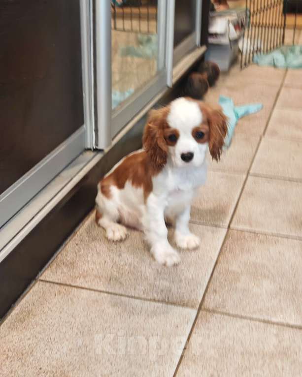 Собаки в Санкт-Петербурге: Щенки кавалер кинг чарльз спаниель Девочка, 70 000 руб. - фото 1